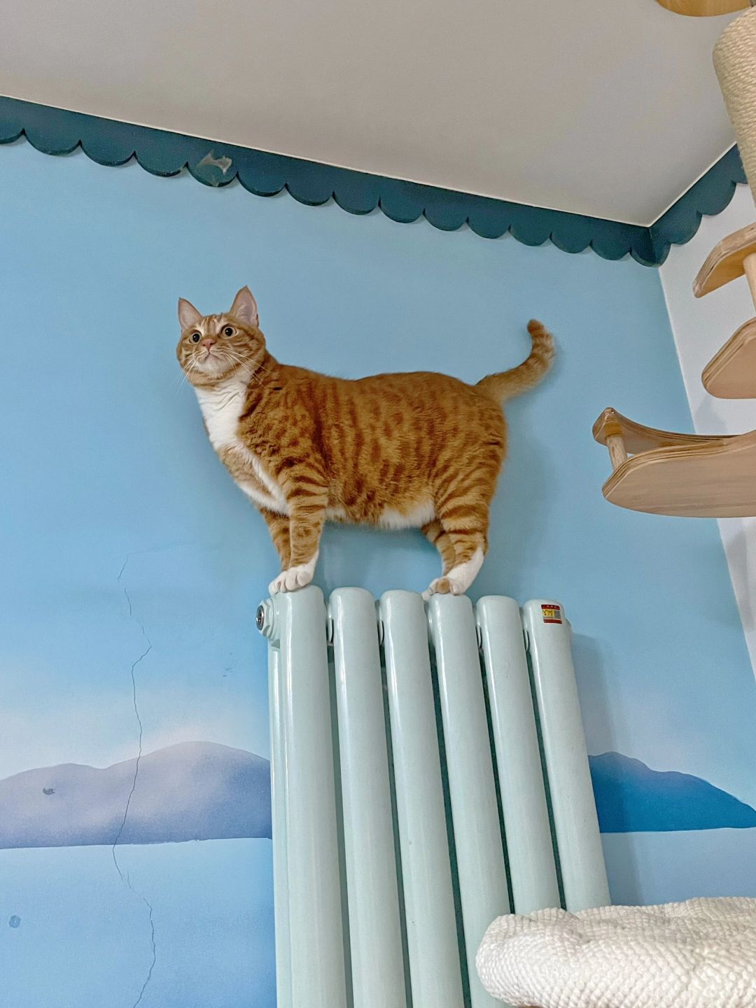 猫咪上墙不一定是跑酷