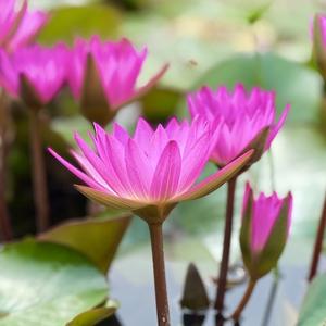 琴瑟和鸣随风行