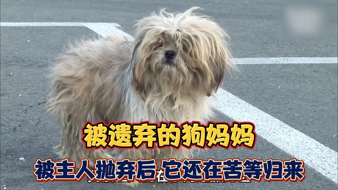 主人狠心抛弃怀孕母狗，它却苦等数月，还独自养大4个孩子！