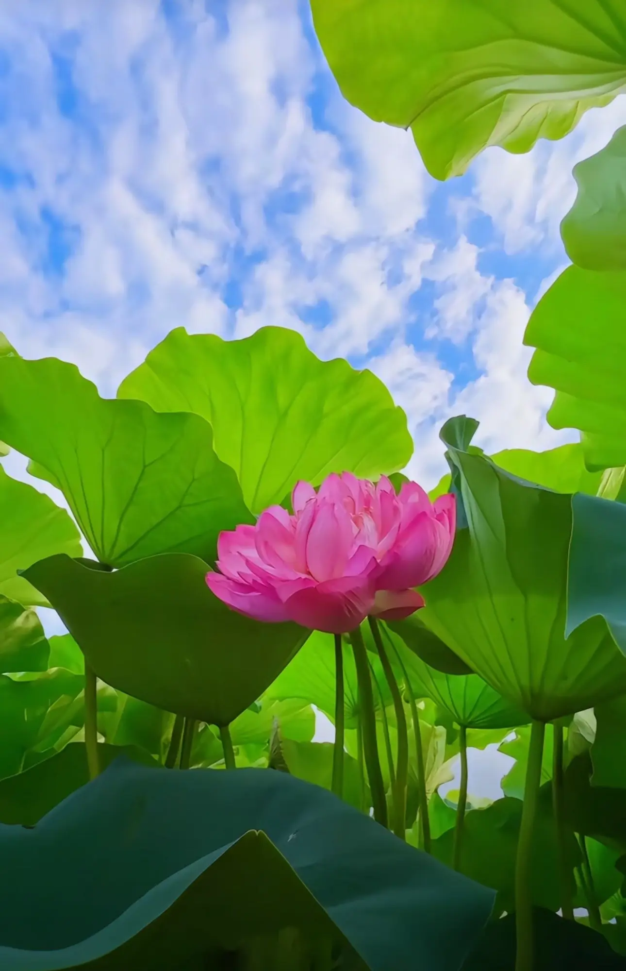“雨打荷叶闲听雨 道是有愁又无愁”🪷