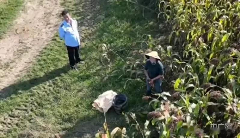 “监守自盗、知法犯法”，河南固始县一执法人员伙同他人盗窃村民高粱，被查实。

固