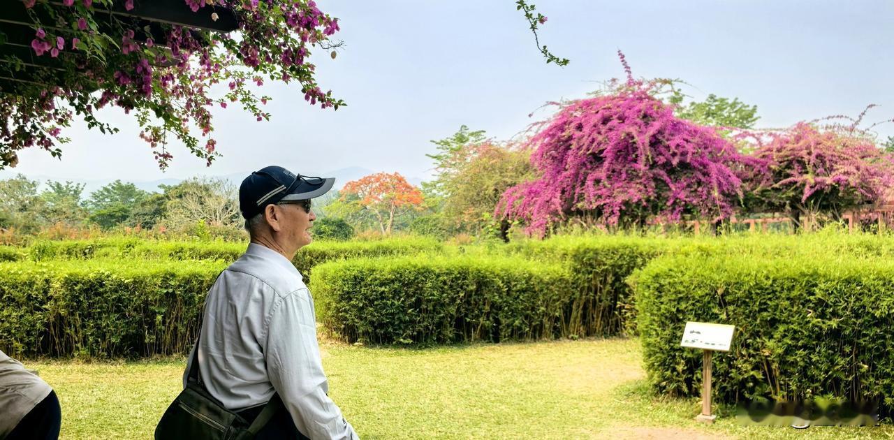 鹧鸪天·游中科院版纳热带植物园
 
马踏春云向版纳，芳林深处不知还。
繁阴覆地清