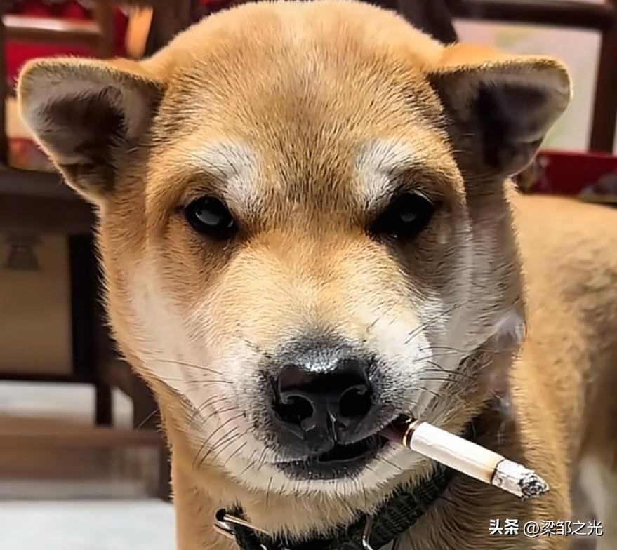 一个人,最大的“愚蠢”是什么?一个人最大的愚蠢就是永远觉得自己很牛X！