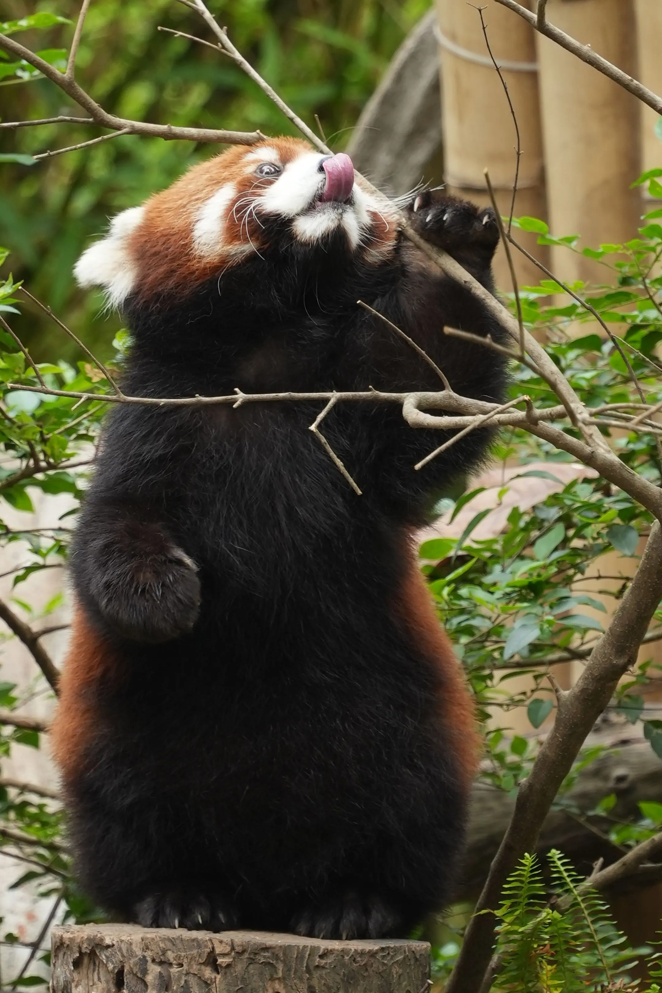 好看的拍多了，就想拍些有趣的。