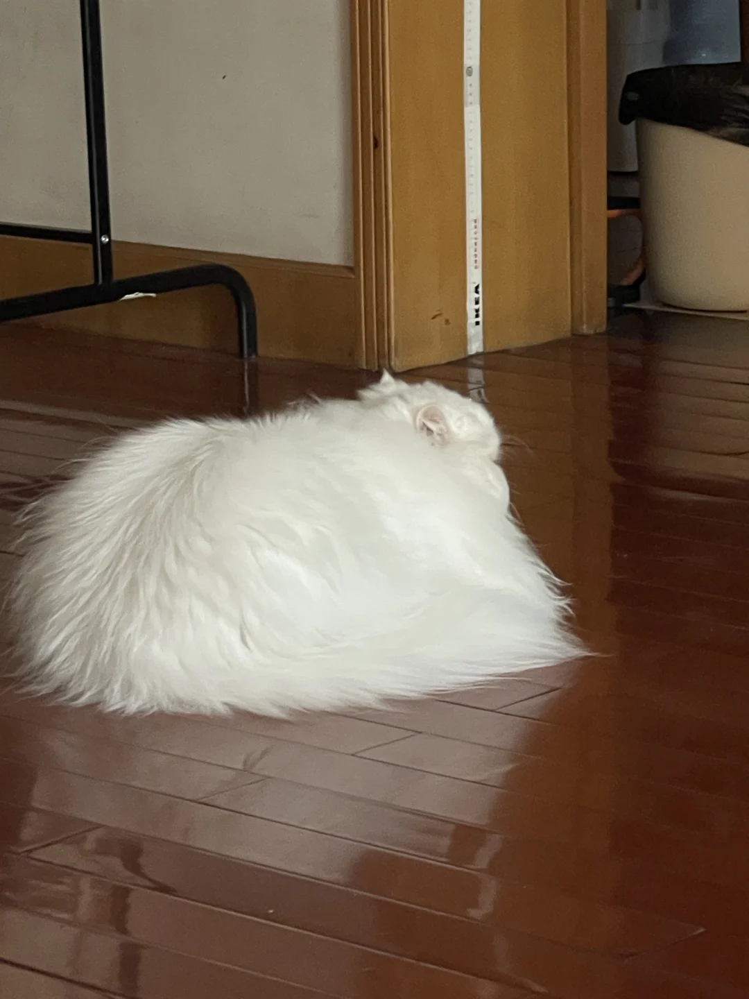一团猫😀