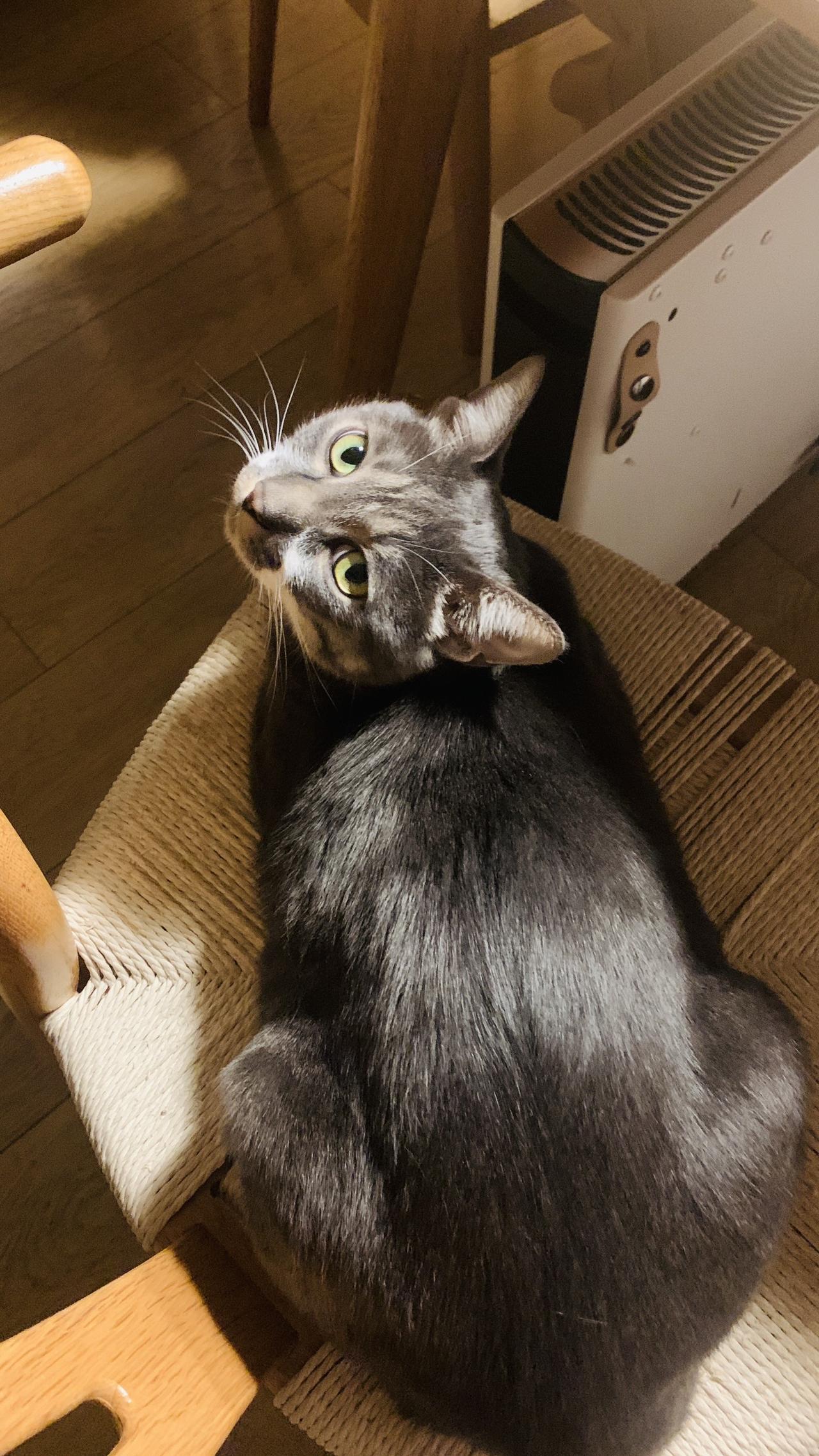 你还是晓得在热火地方享受啊萌宠 猫咪🐈