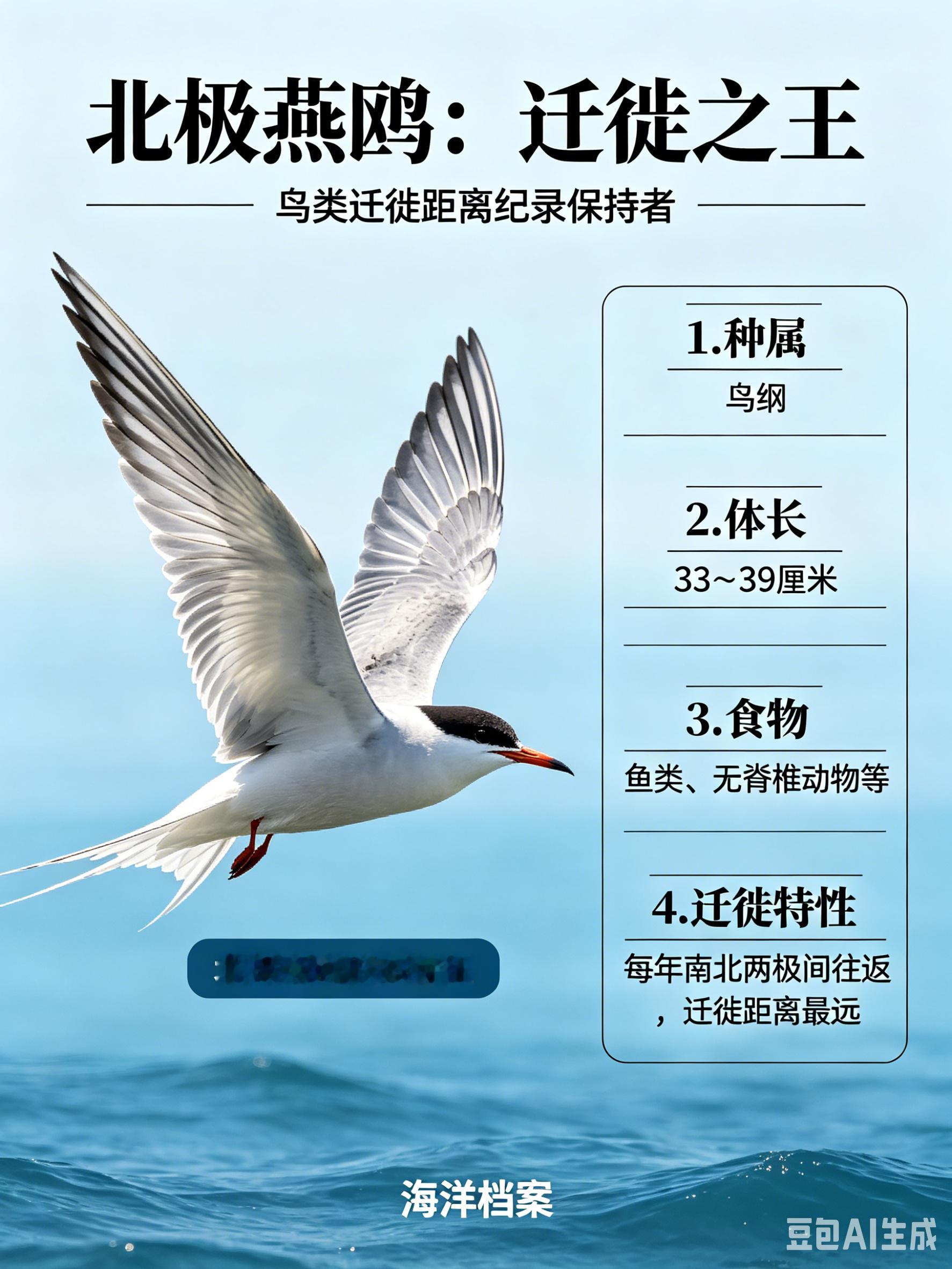 海洋朋友圈 北极燕鸥海洋档案种　属：鸟纲体　长：33～39厘米食　物：鱼类、无脊
