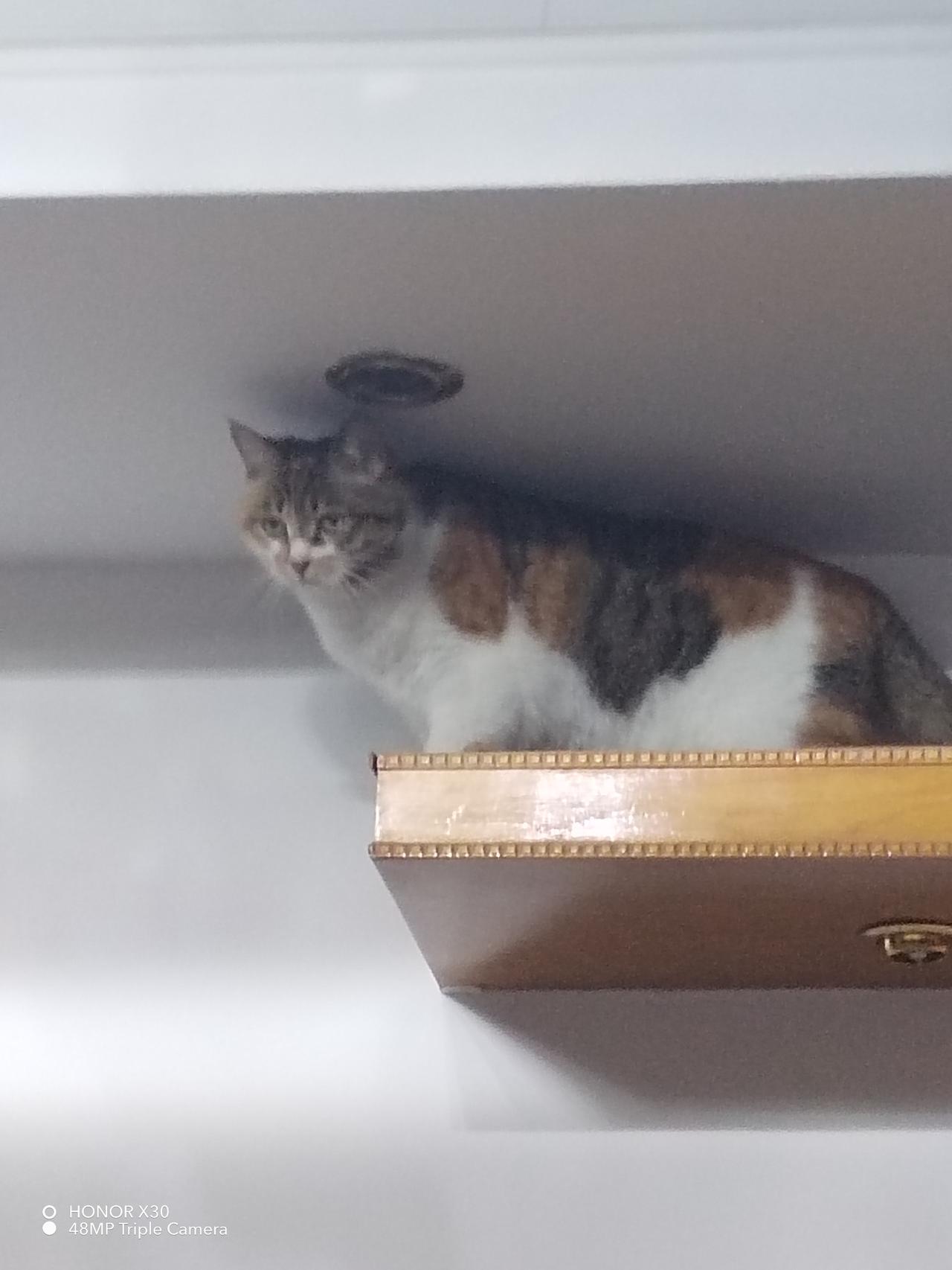 分享一张窗边的猫咪