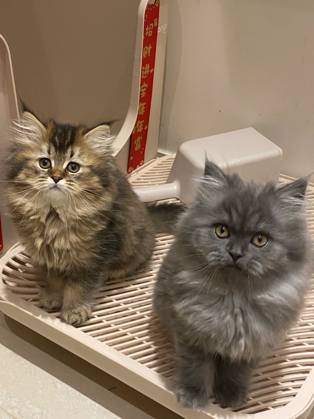 昆明猫咪找家长