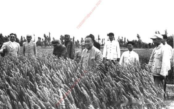 1958年7月，朱德视察酒泉县西丰农业社。