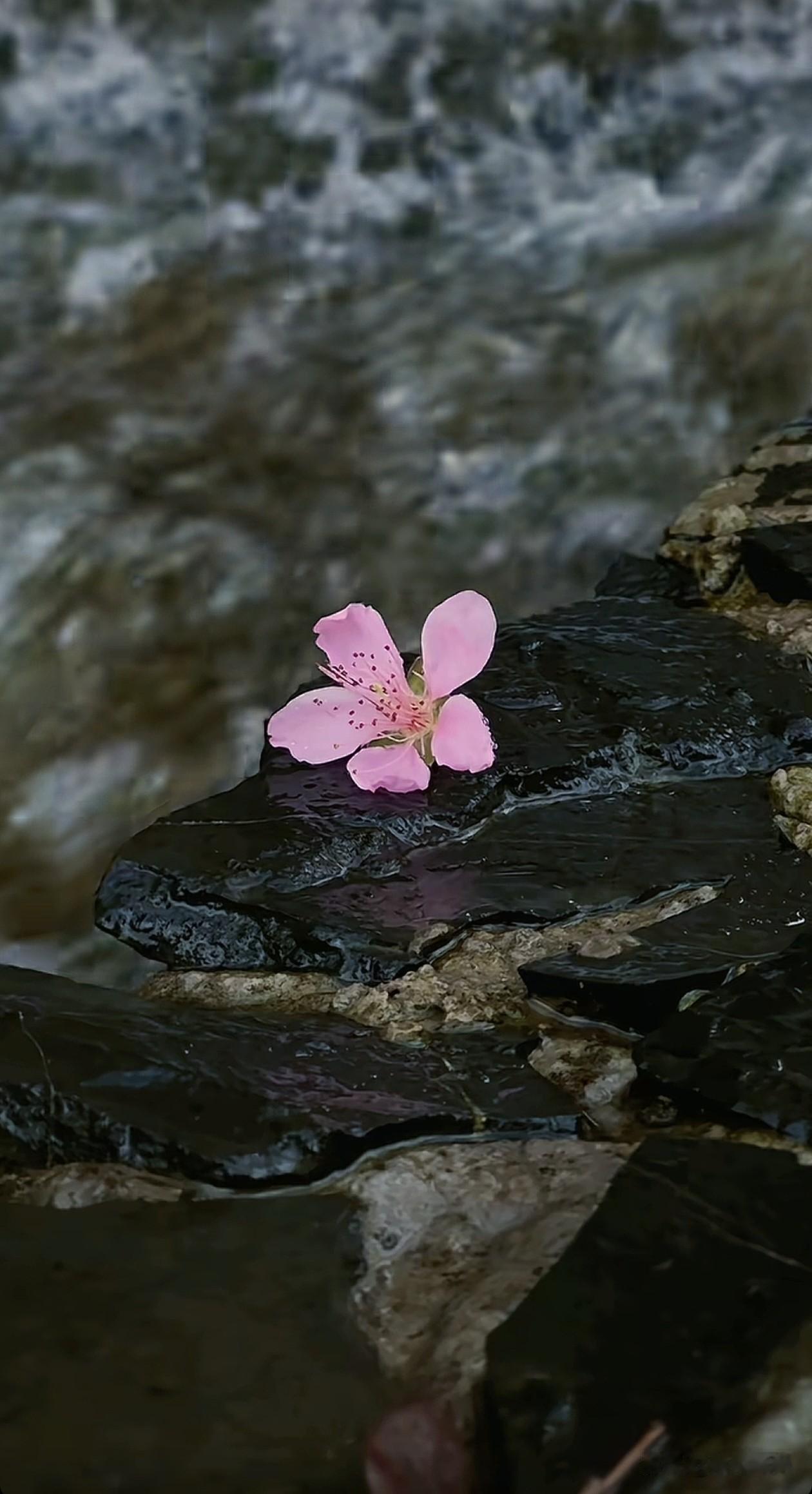 世事如涟漪，心似水中花。