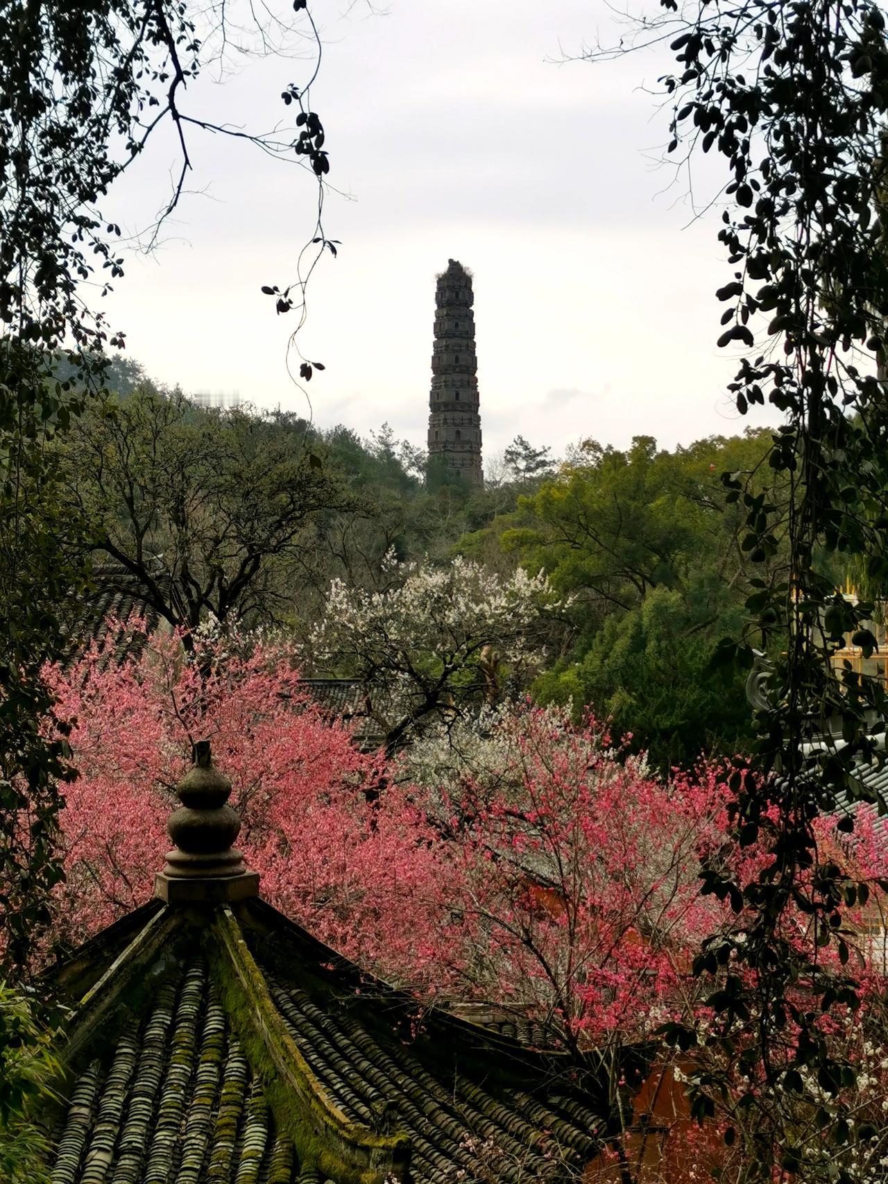 国清寺三宝：隋梅、隋塔、隋庙。这幅照片含了两宝：隋梅和隋塔。