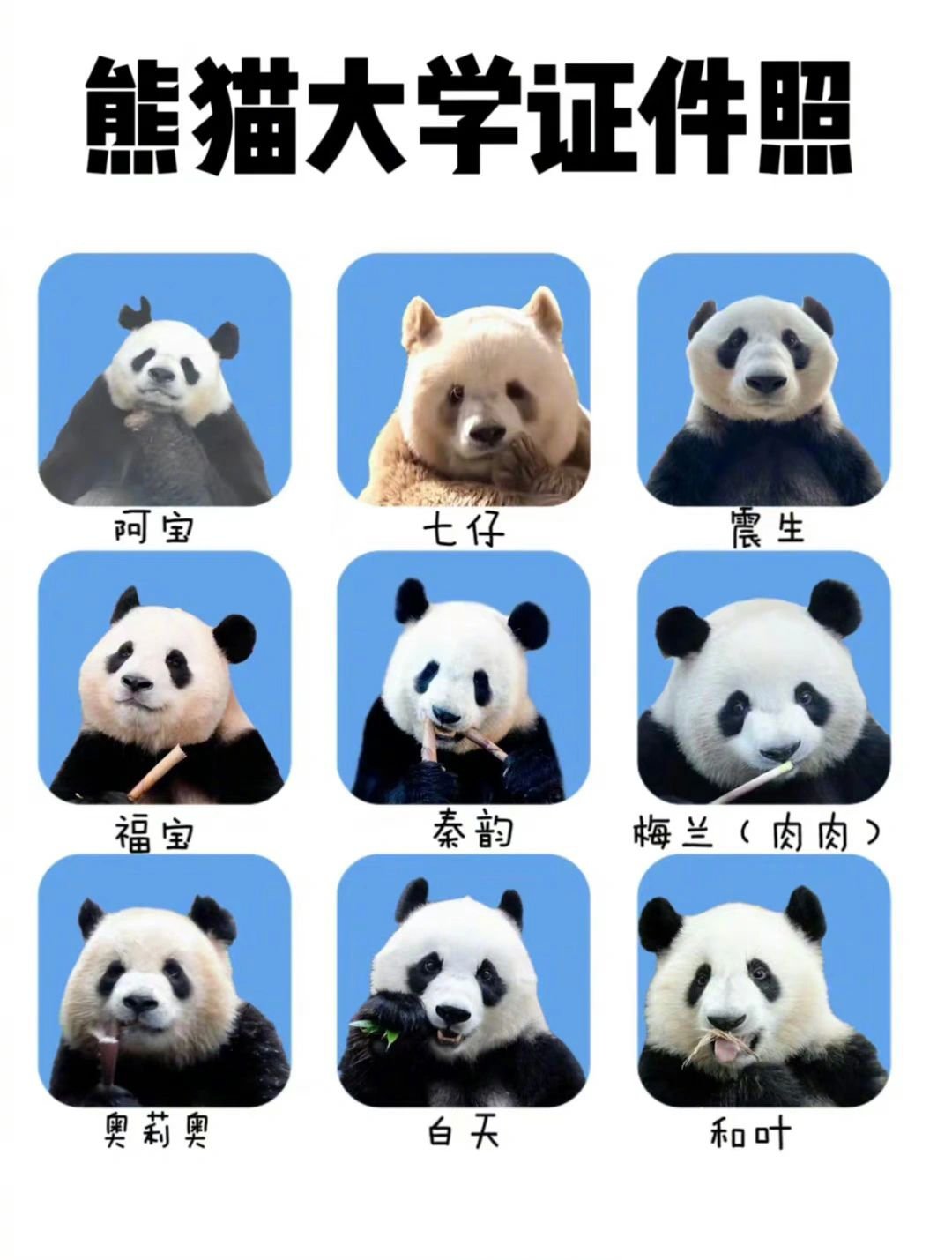 国宝证件照 你pick哪一个？ #给宠物拍证件照有多上头# ​​​