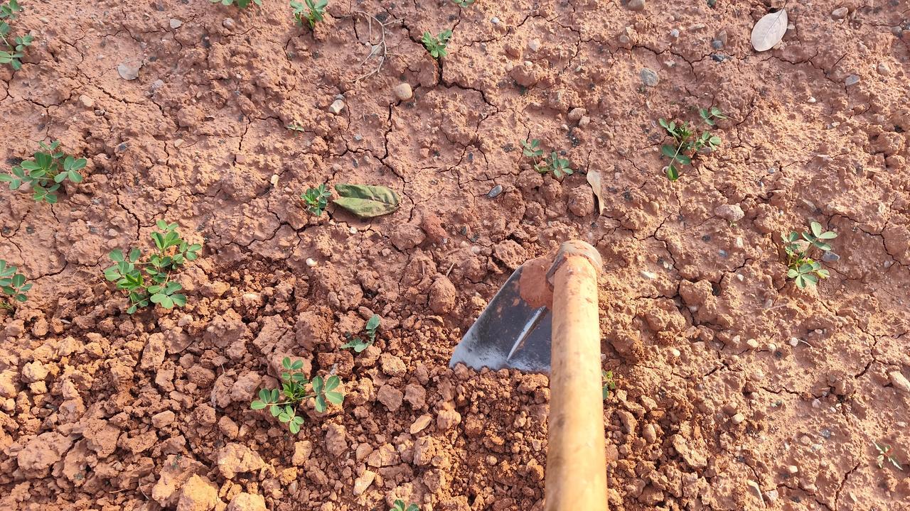 晒生活点滴 除草劳动开始！