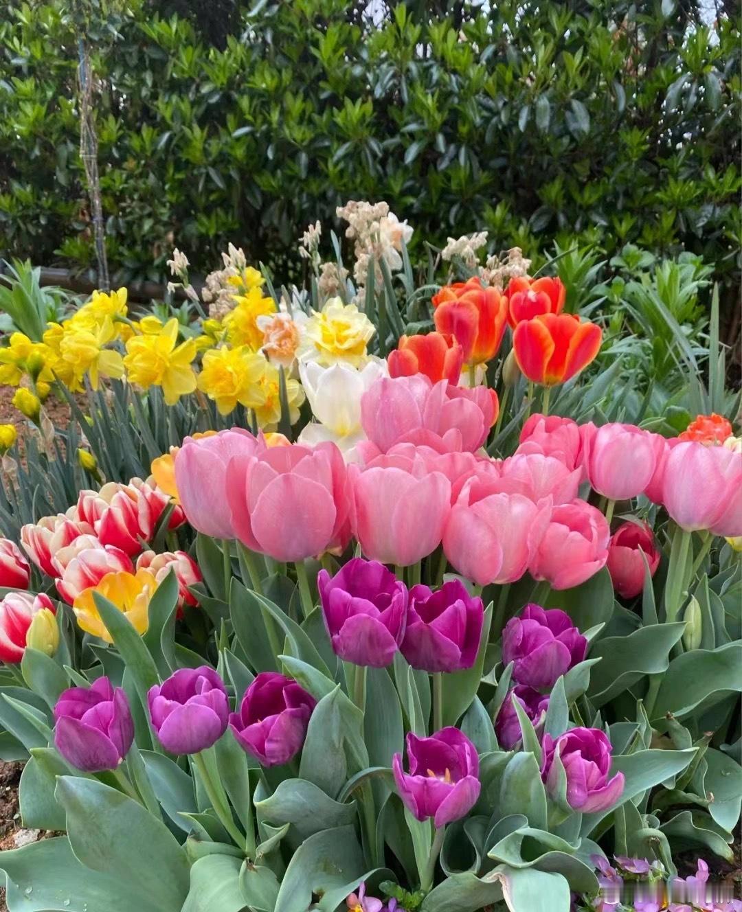 春节前年宵花降价 春节倒计时，年味正浓时！年宵花市迎来惊喜降价潮，在辞旧迎新的交