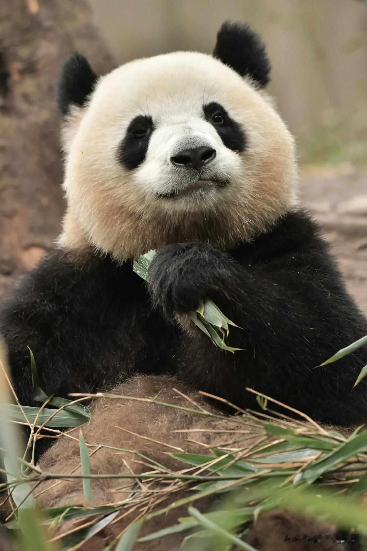第三张我能认出是梅兰肉肉，另外两张认不出，但是真的很漂亮。

写萌兰的饮食时，说