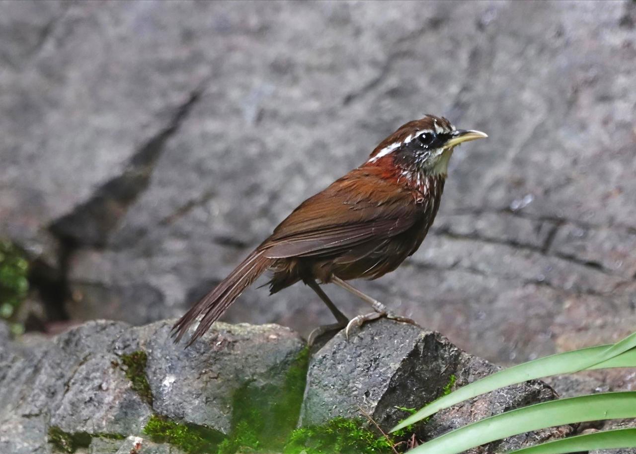 今天下午，在从化将军山，拍的斑胸钩嘴鹛