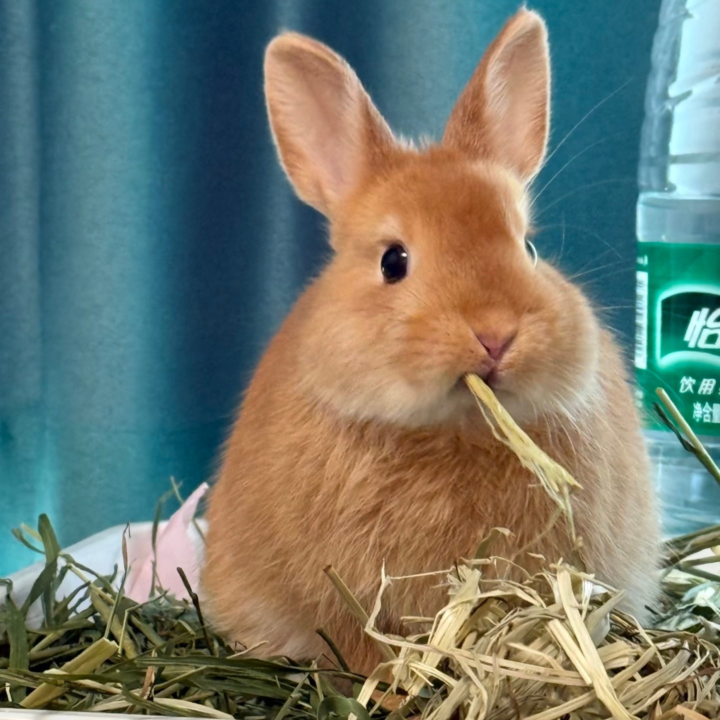 他是一只兔叽🐰 