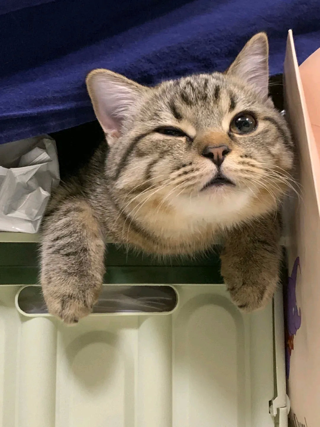 想摸的姨姨可以随便摸，只要一个罐罐就可以