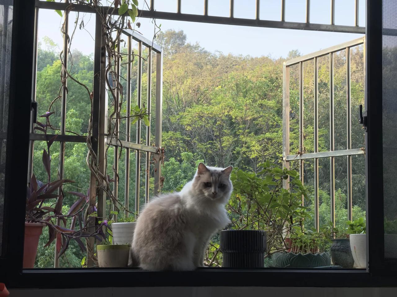 这几天特别忙，却夜里都没睡好。
大前天夜里，是猫咪来扒卧室门。开始没理他，结果他
