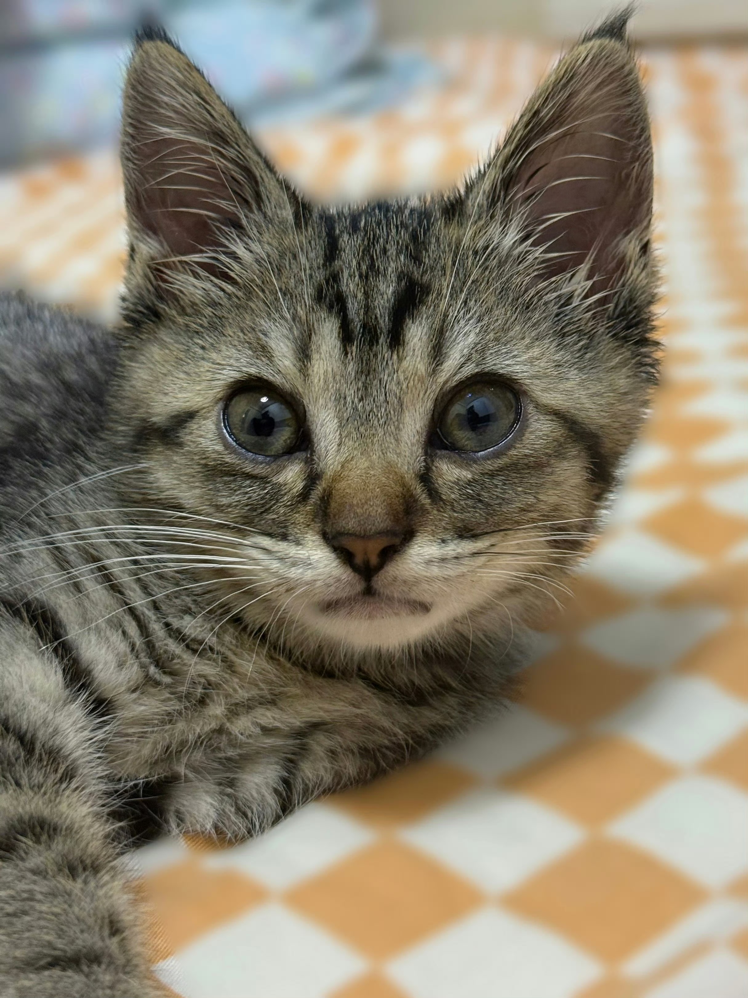 张奕然的猫叫咖啡什么什么，你是说这个小猪养了一只小猫吗！张奕然的小猫来啦~她叫咖