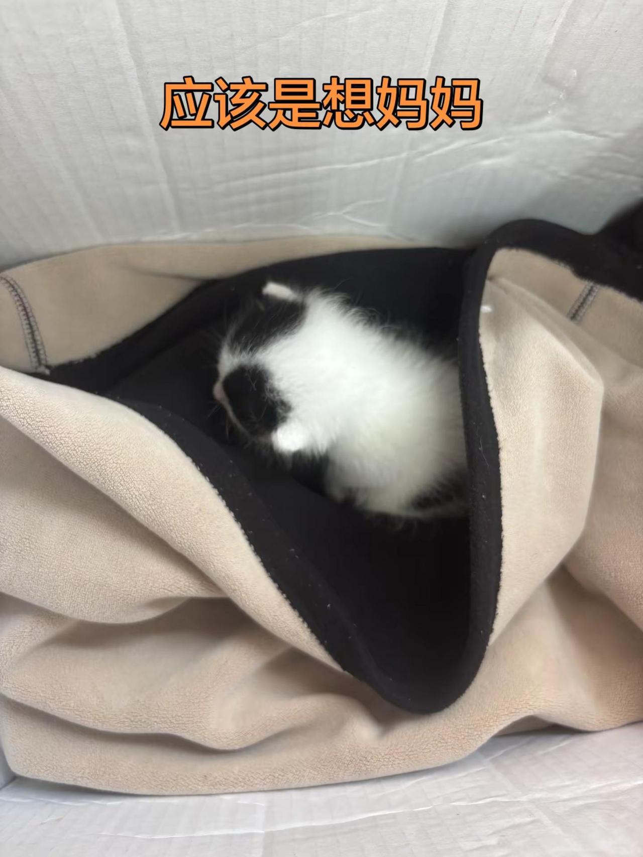 没有妈妈太孤独了