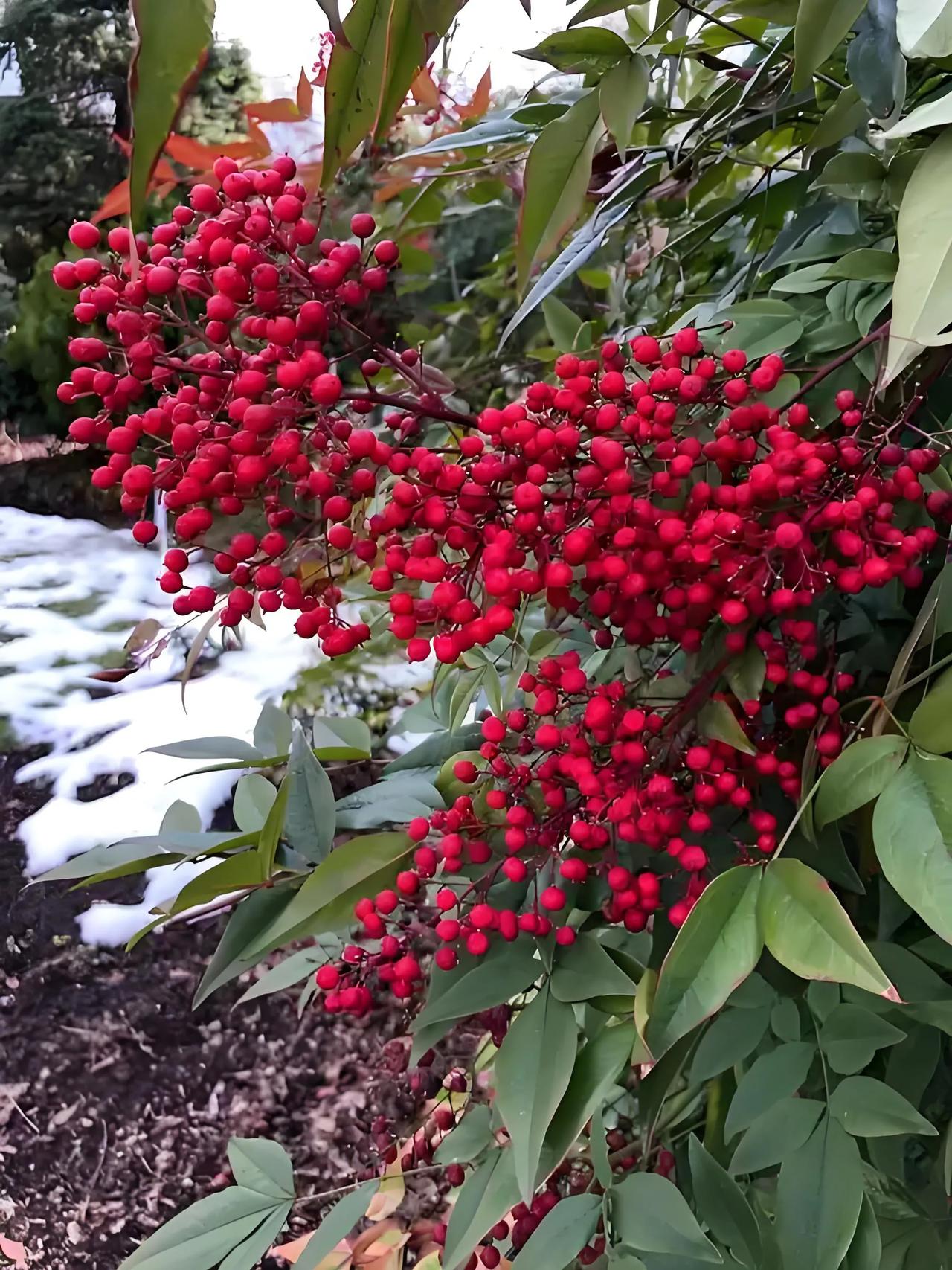 灵河又生绛珠草
（首发）
百树梅花雪里馨，
西风万里寒透衾。
笙歌彼岸销魂断，