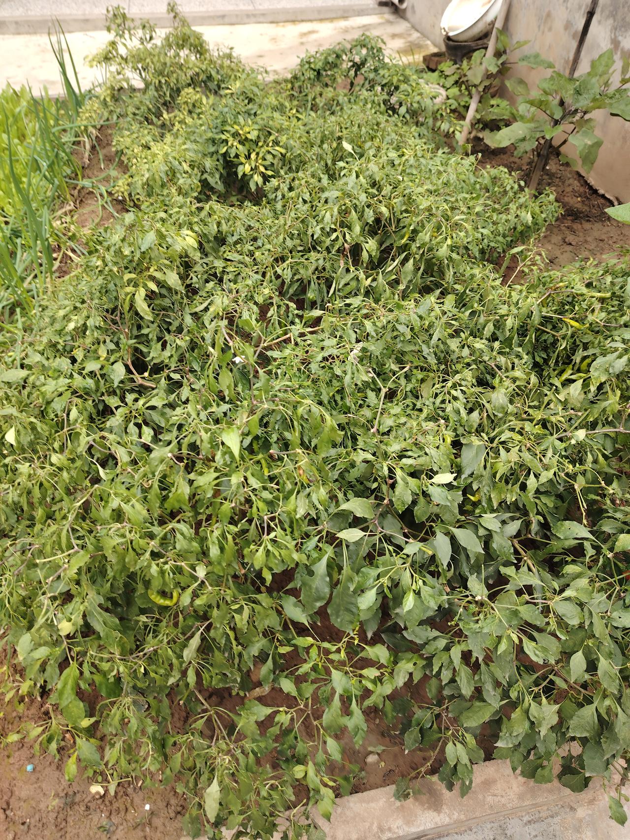 ，我们的家乡的气候与往年不一样，阴雨连绵，连续下了两个月的雨，小麦一直种不到地里