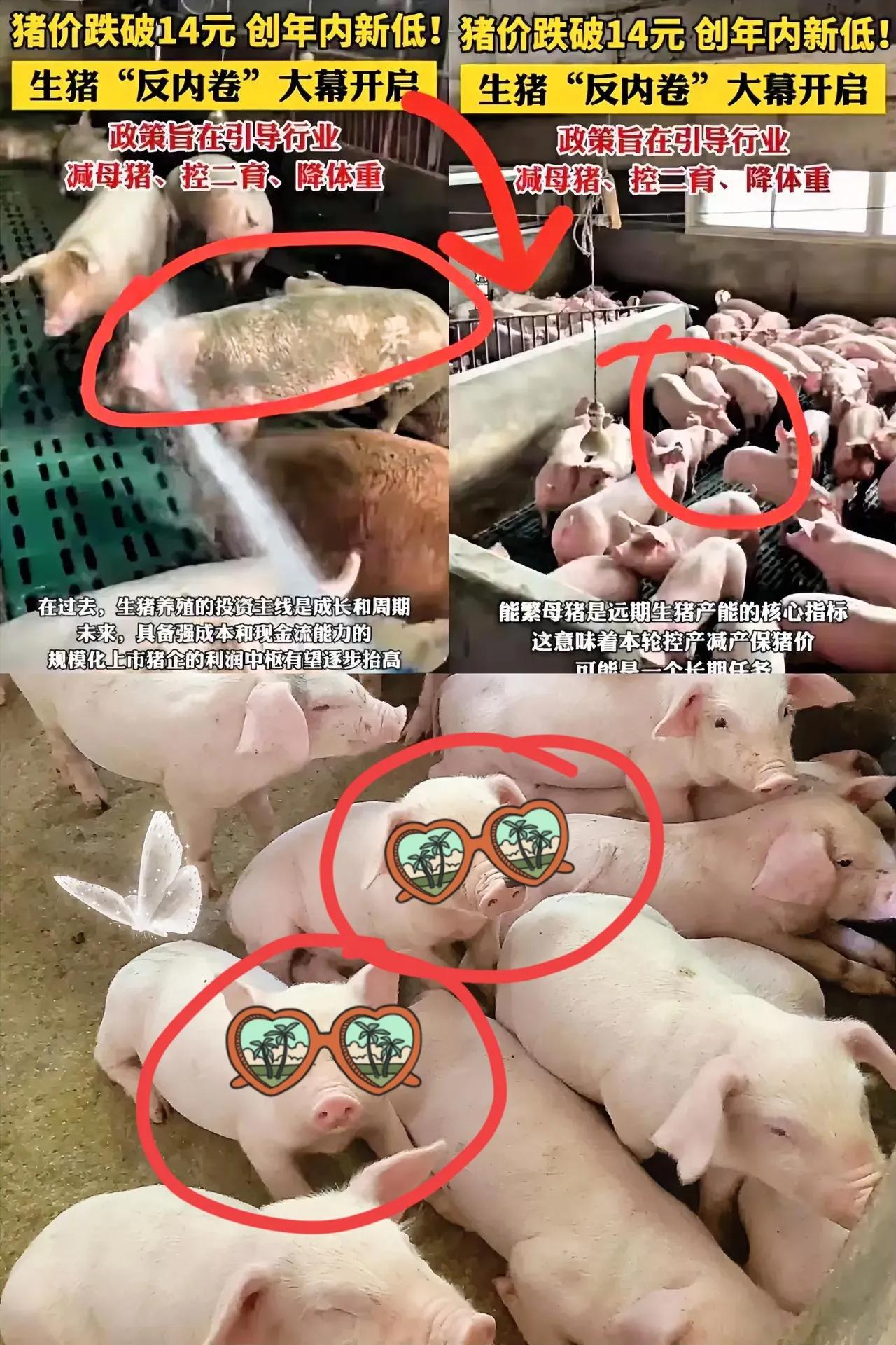 终于弄明白，
猪价暴跌的原因了！
不是猪多，也不是人懒，而是
猪也开始内卷，母猪