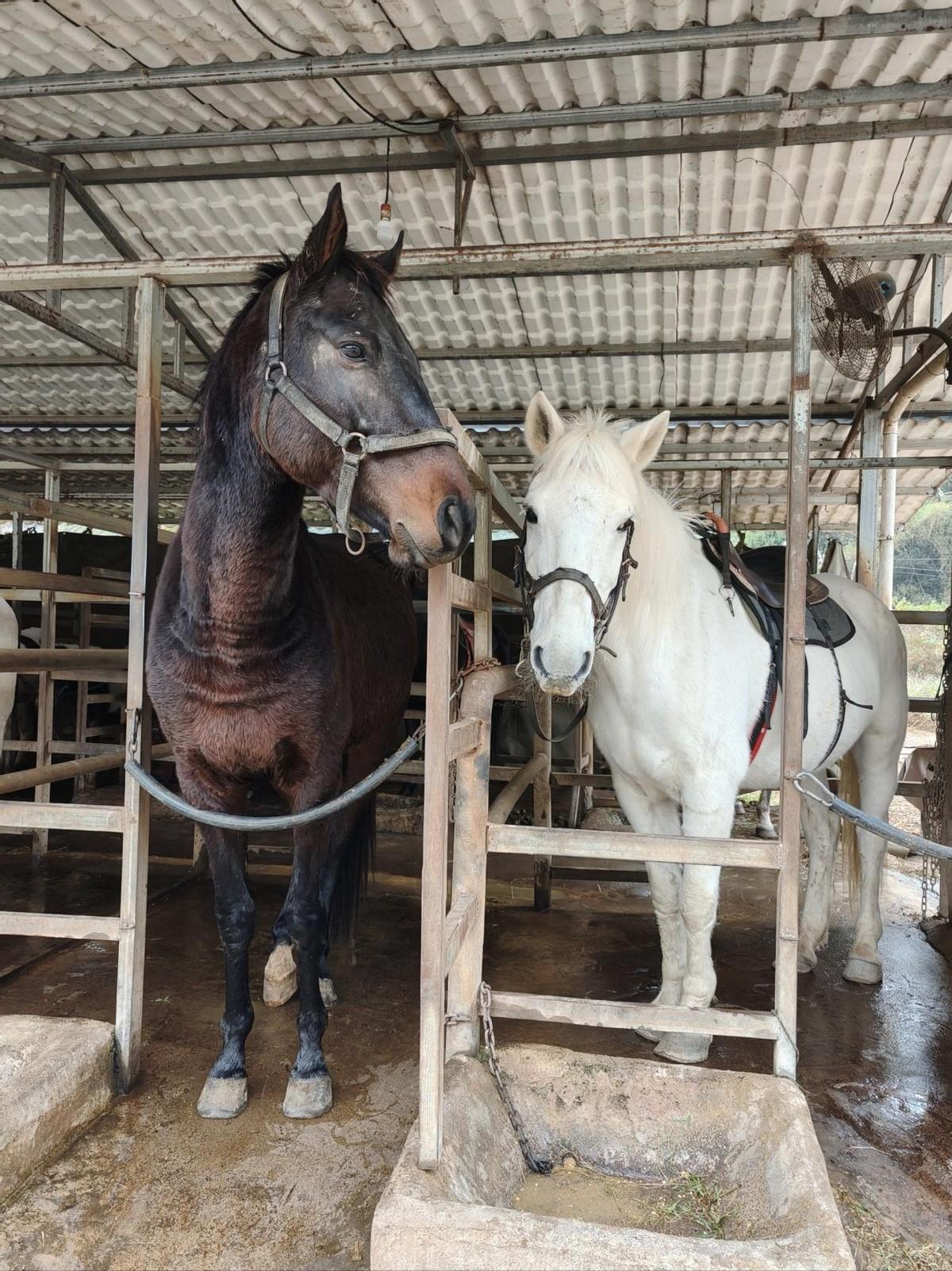 中国每年有470万匹马被屠宰，可是在国内几乎看不到有人吃马肉，这些马肉都流向哪里