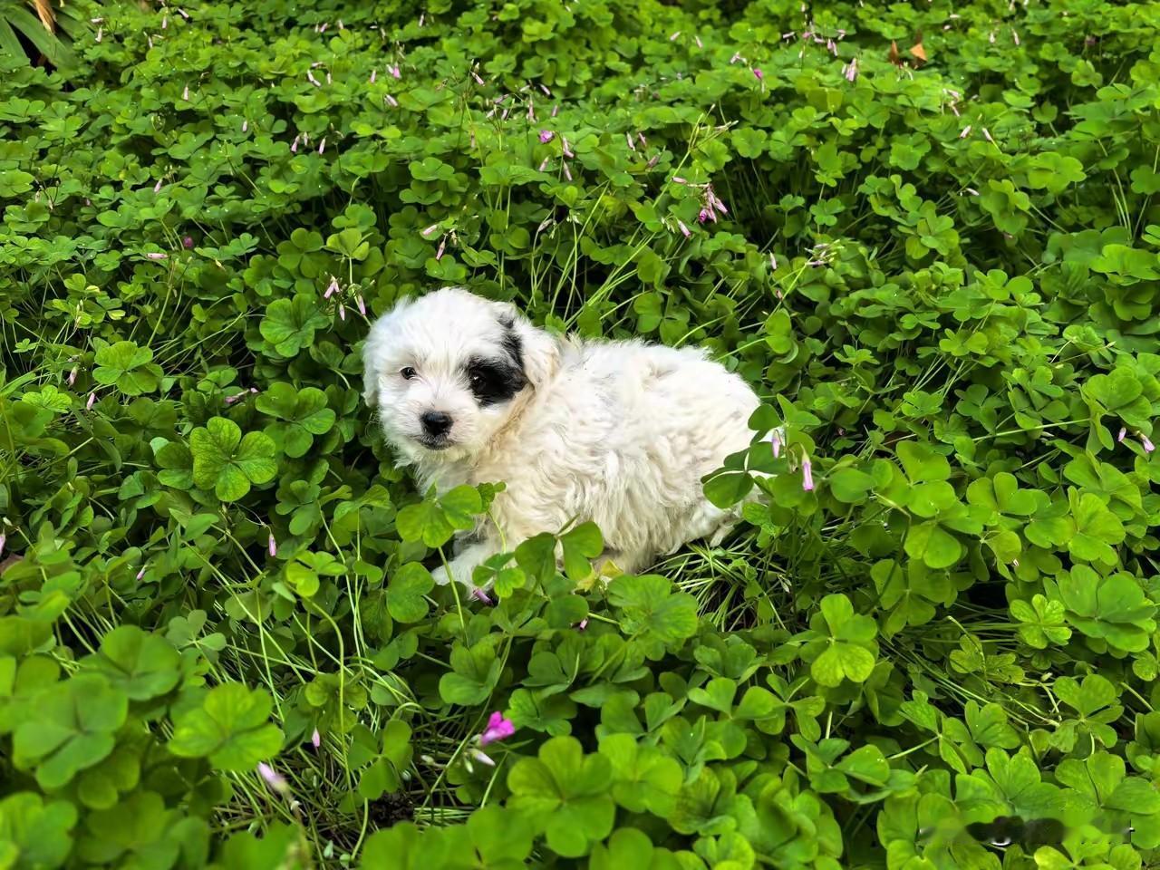 一只小狗可怜巴巴的趴在河边草丛里，看样子在这里趴了一晚上。这种宠物狗没有什么生存