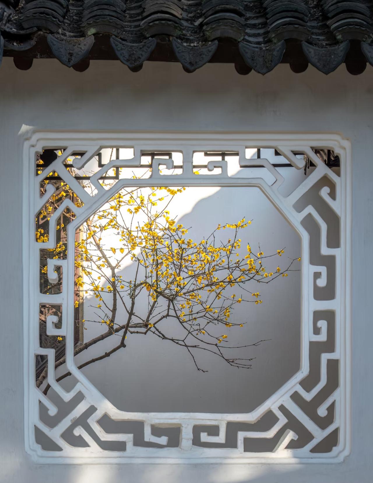 1.6实况丨艺圃等地腊梅已开！
想来苏州拍腊梅的朋友们
可以准备动身啦！
目前多