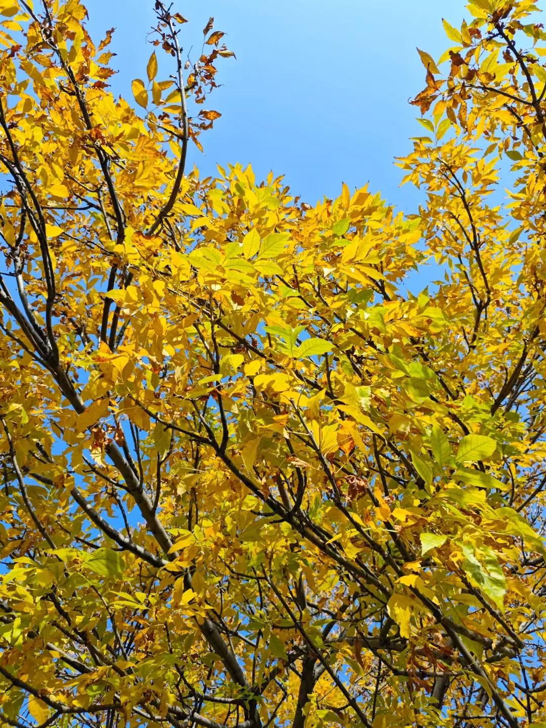 #秋日生活打卡季#秋天来了，枣庄有很多地方值得去打卡拍照，城市绿道，抱犊崮，熊耳