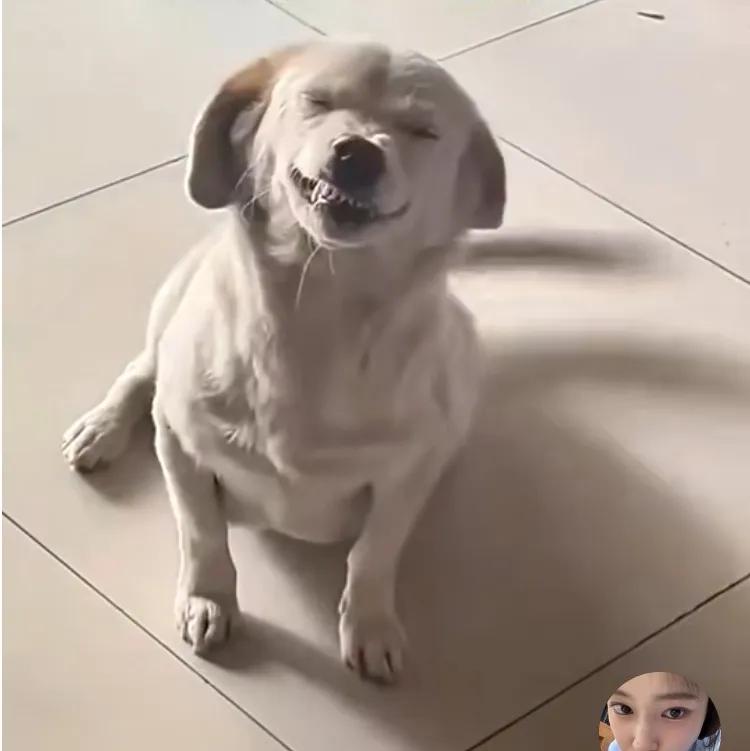 一脸谄媚样，妥妥的狗奴才。