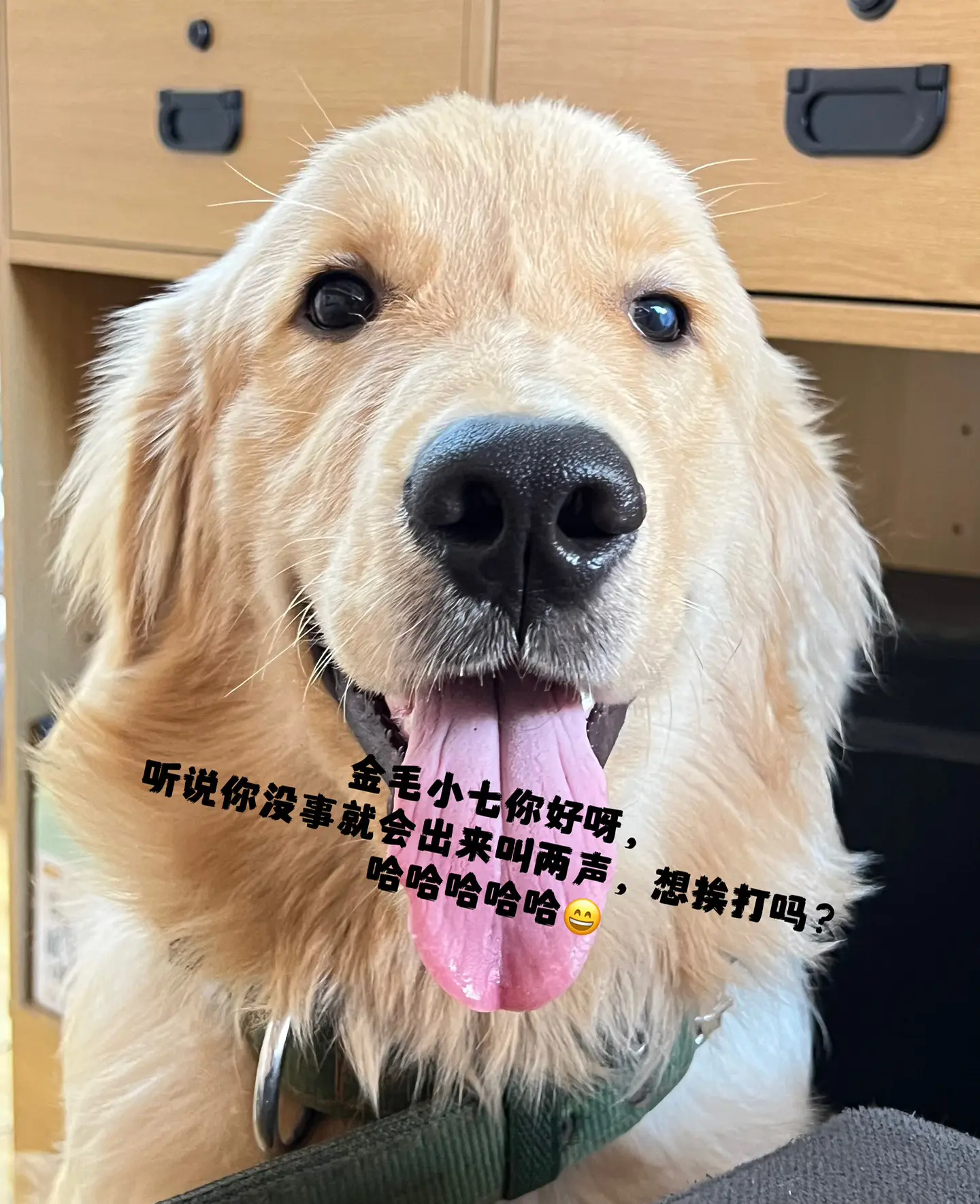 小舔狗，真得人痛～😌 我会好好养着你，每天溜你一小时
