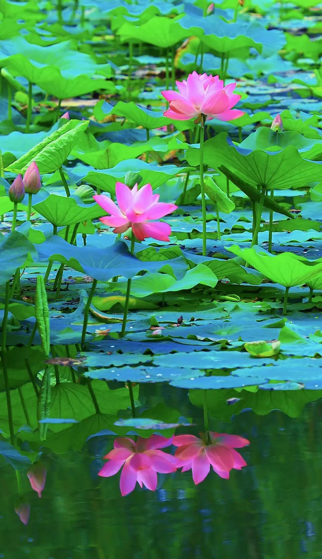 
五洲湖的烟雨留不住你，
新琅琊的明月留不住你 ，
蒙山沂水的萧声，也留不住你，