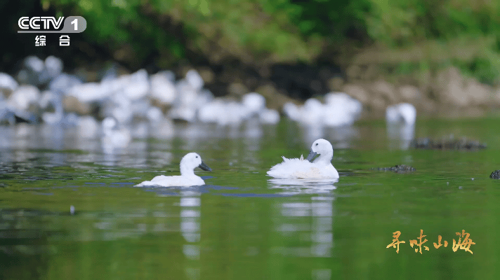 第一次知道老家特产有多牛没想到福建连城白鸭这么厉害，不光颜值能打，全身白毛看着干
