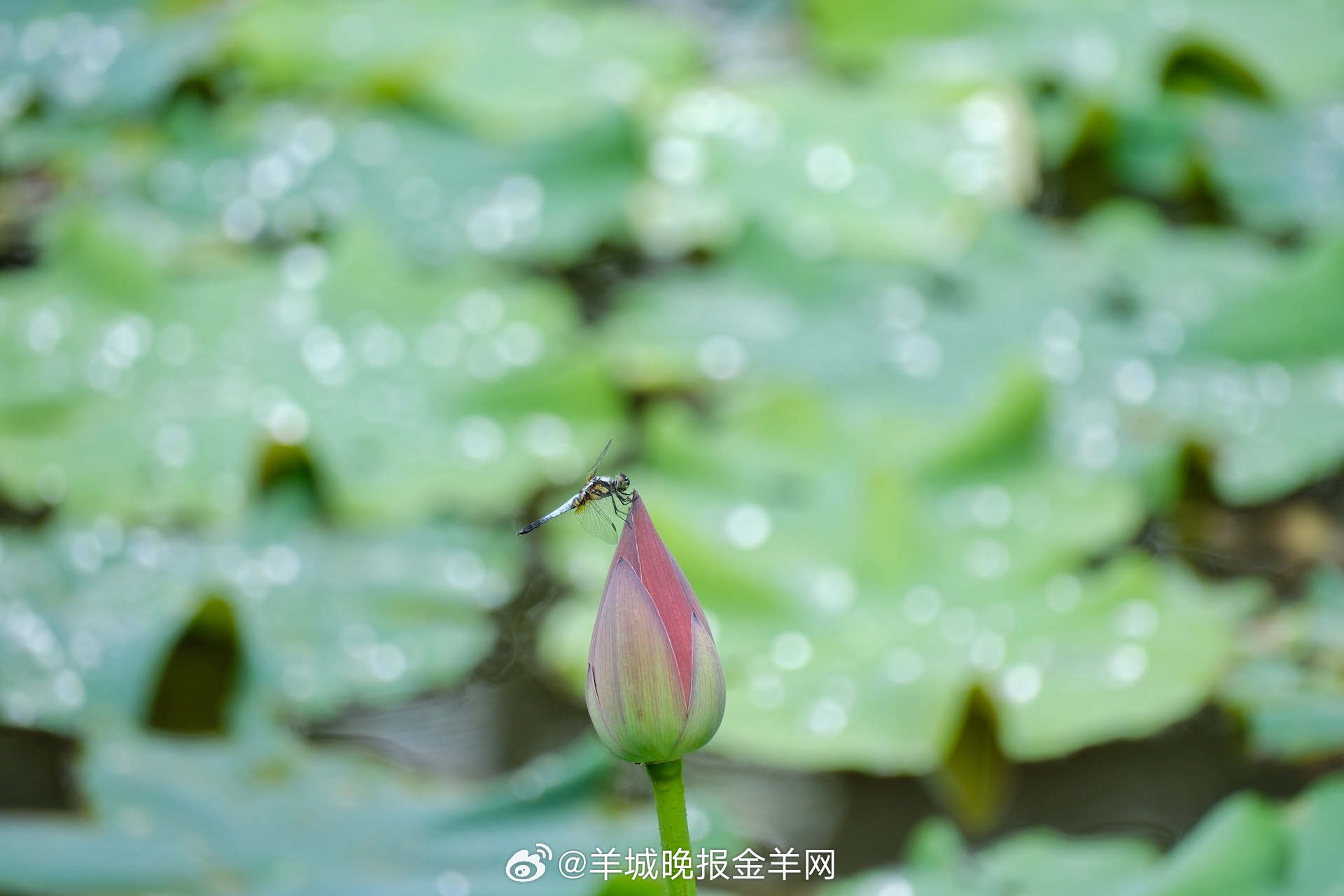 #晚安#日积月累的靠谱与精进，终将沉淀为人生的底气与前程。 