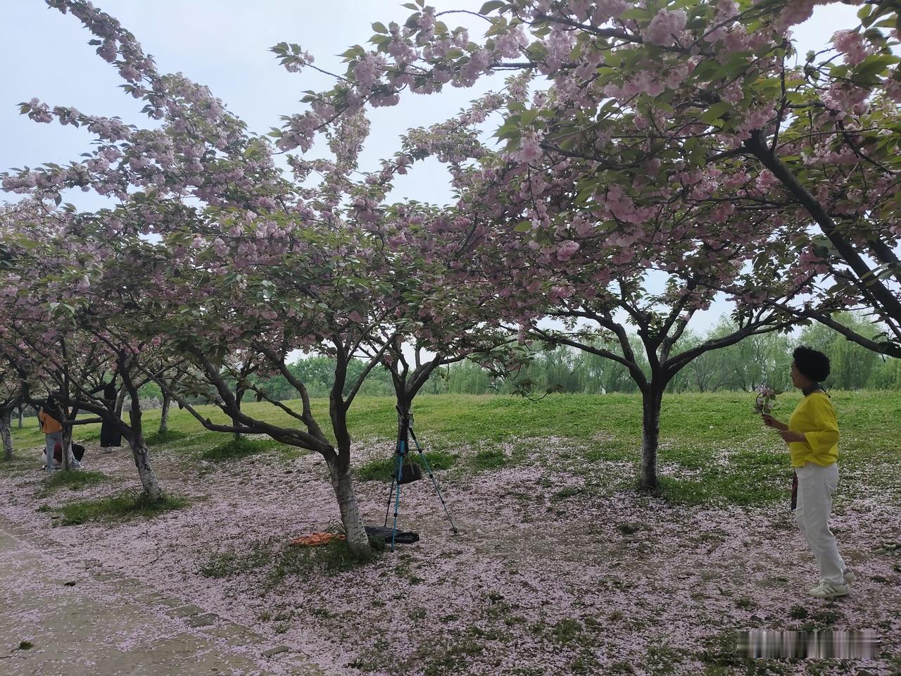 关于孩子玩手机这个事儿，我感觉我挺幸运的。因为我从来没有限制过儿子玩手机。

儿