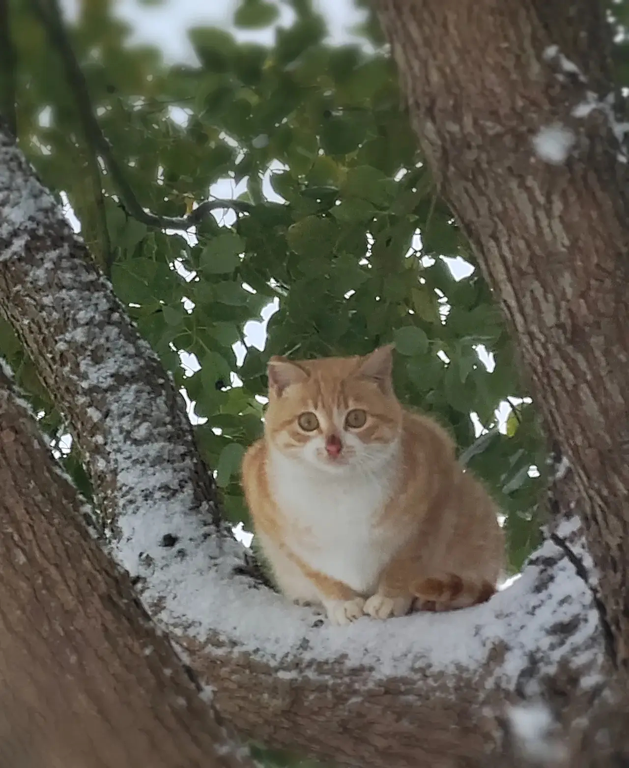 雪中猫咪！