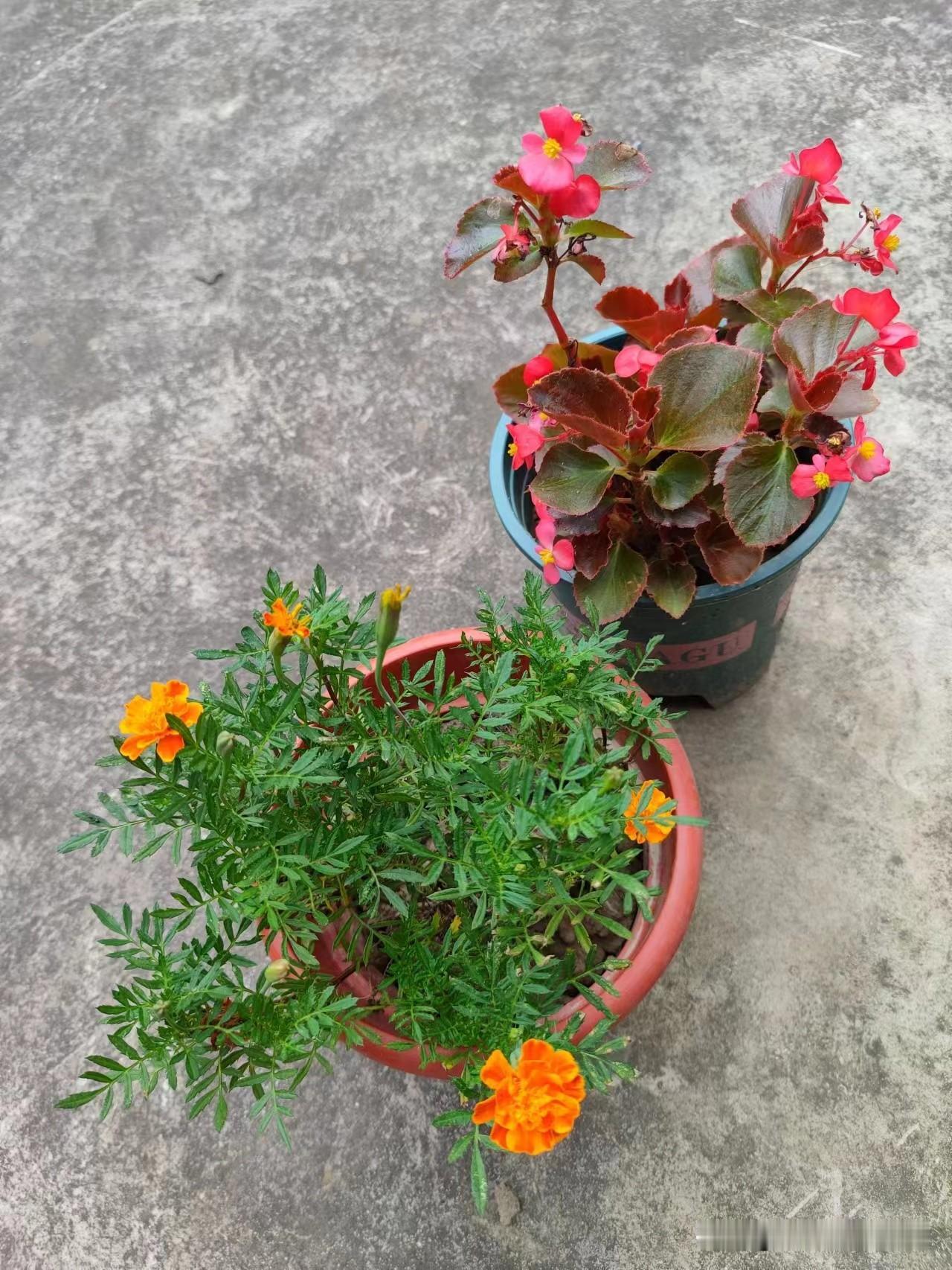 夏日生活打卡季这花开得正艳，同好们有没有生活中的小惊喜啊。来分享吧
