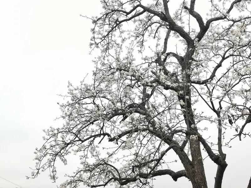 要说带“雪”的诗句，我首推“忽如一夜春风来，千树万树梨花开”。这句诗出自岑参的《