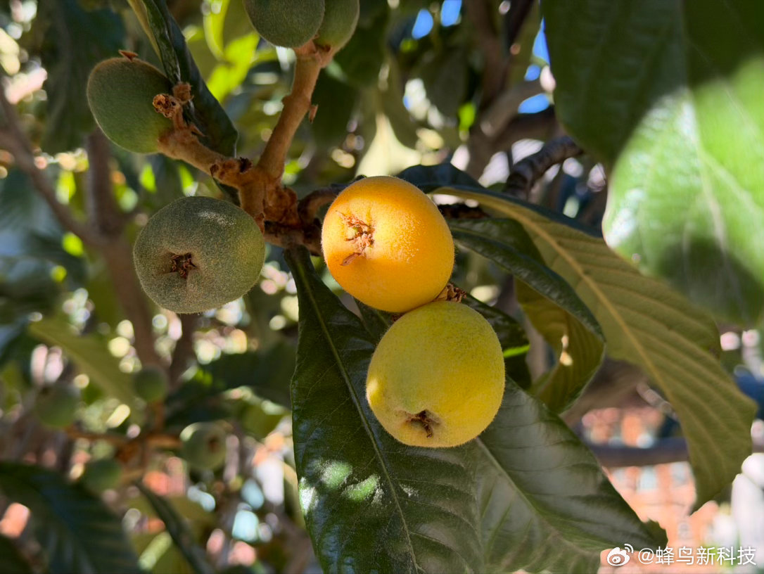 早上看到的果子，有人认识是什么吗？ 丽江