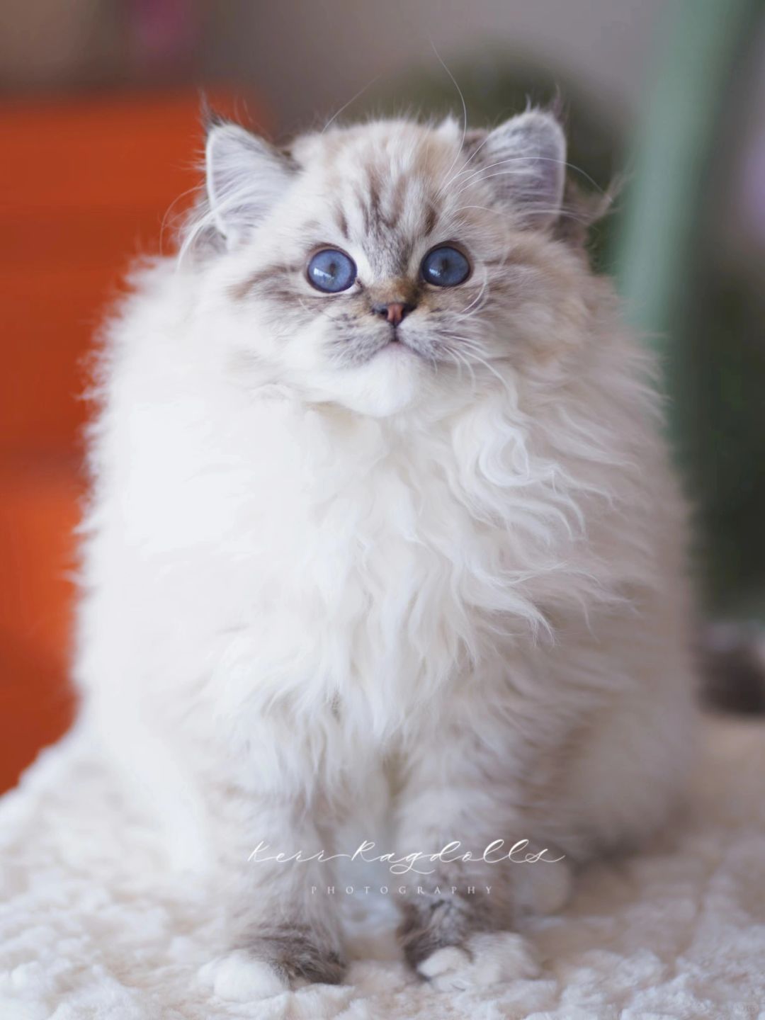 KERR布偶猫｜哪里能买到这么好看的小老虎🐯