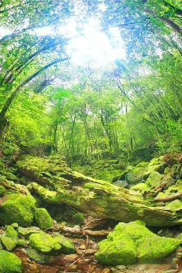 【财富晚茶-三元投资】*ST东易：28日23板停牌核查；重整3元变成17.7元；