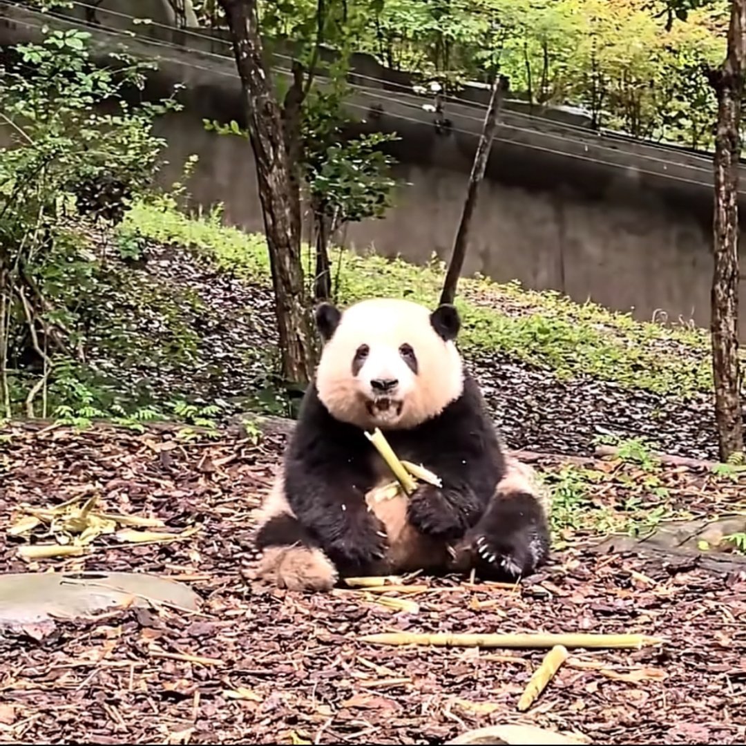 谁能看出来这是几岁花啊