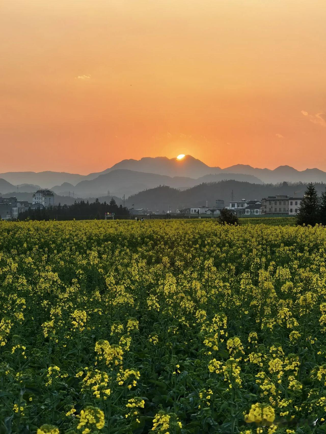 云南罗平 | 油菜花海，遇见落日【原创】

来到罗平，时间已近傍晚。我们迫不及待