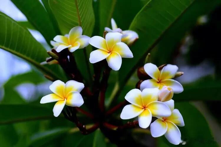 鸡蛋花中文名：鸡蛋花拉丁学名：Plumeria rubra科属分类：夹竹桃科鸡蛋