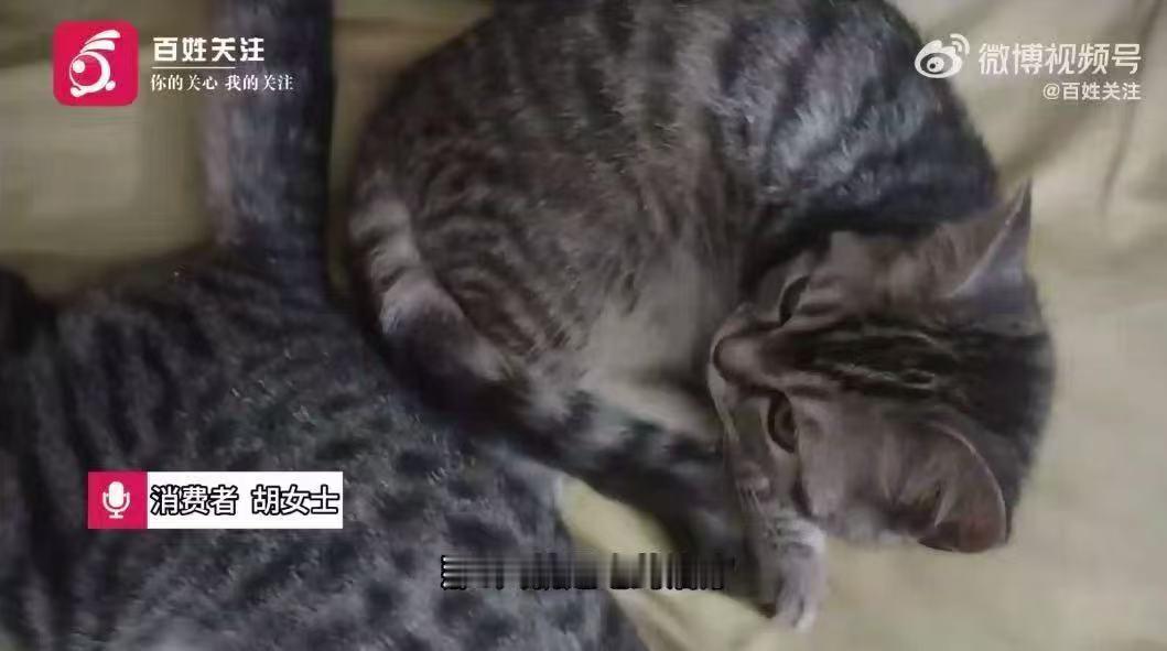 多款猫粮猫条检出镉、呕吐毒素等有害物质，部分产品数值逼近国标上限，长期食用伤肾致