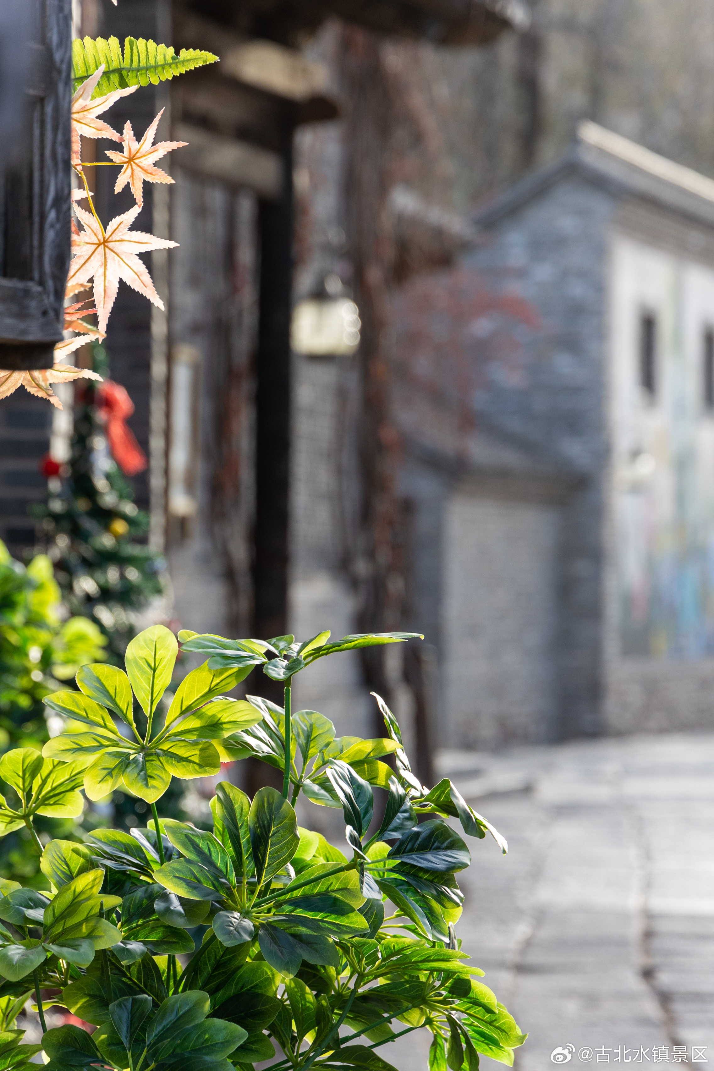 清晨的第一口空气是清甜的第一抹阳光是柔软的愿你带着这份温柔，把日子过成诗早安，宝